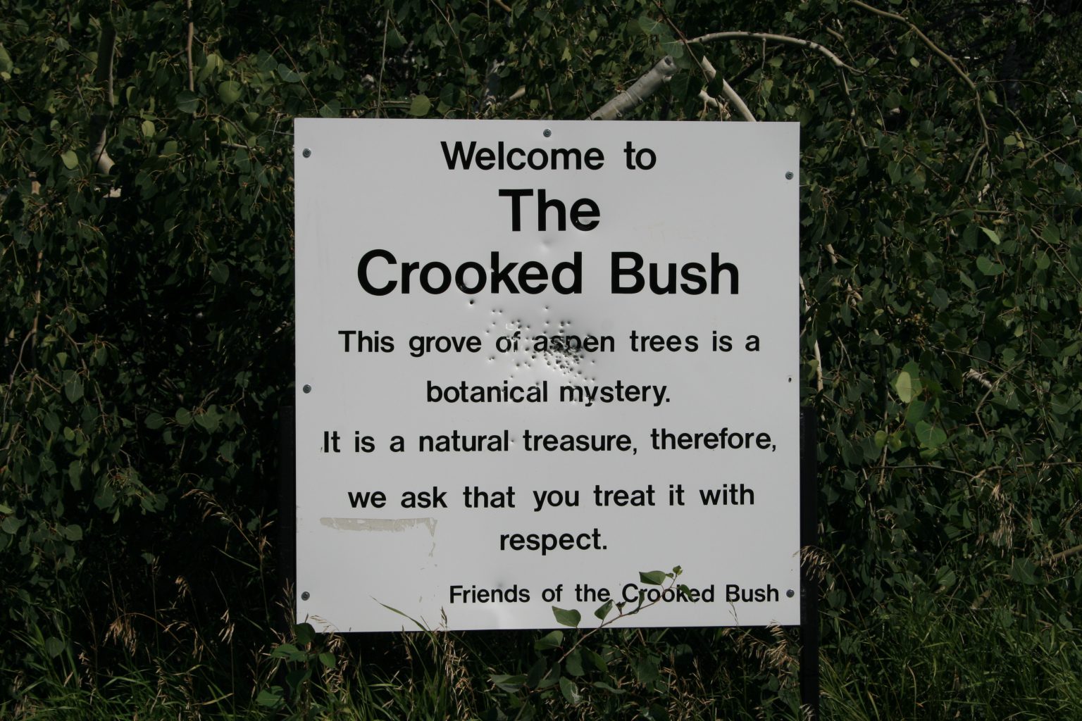 Crooked_Bush